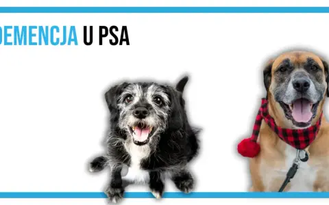 Dwa psy, jeden starszy, drugi młodszy, zmagają się z demencją u psa.