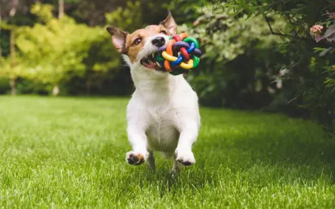 Szczeniak Jack Russell Terrier biegnie przez trawnik z kolorową zabawką w pysku. Zamiast zastanawiać się, jak karać szczeniaka, lepiej bawić się z nim!