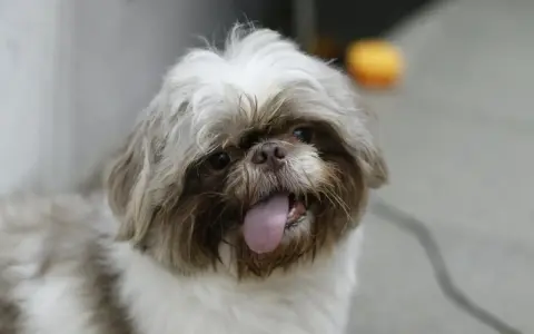 Uroczy shih tzu z wystawionym językiem, może potrzebuje pomocy z chorobami shih tzu?