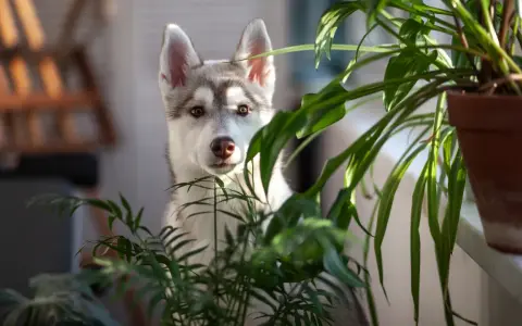 Słodki szczeniak husky ukrywa się za zielonymi liśćmi, być może zastanawiając się, jakich roślin nie lubią psy, aby ich nie zjeść.