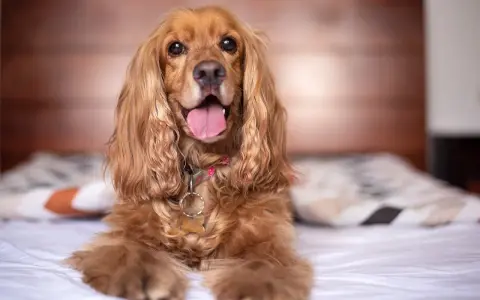 Słodki cocker spaniel leży na łóżku, jego język wystaje. Zastanawiasz się, cocker spaniel ile żyje? Średnio 10-14 lat.