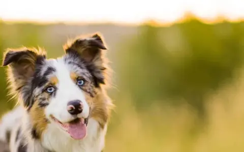 Piękny border collie z niebieskimi oczami i gęstą, wielobarwną sierścią, uśmiecha się na tle zieleni.