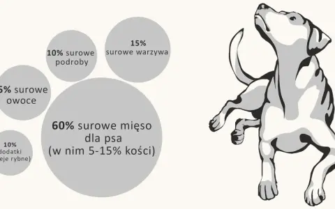 Idealne barf proporcje dla psa: 60% mięsa, 15% warzyw, 10% podrobów, 5% owoców i 10% dodatków.