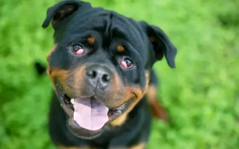 Rottweiler z zaczerwienionymi oczami, które przypominają wiśniowe oko u psa, patrzy w obiektyw z otwartym pyskiem na tle zielonej trawy.