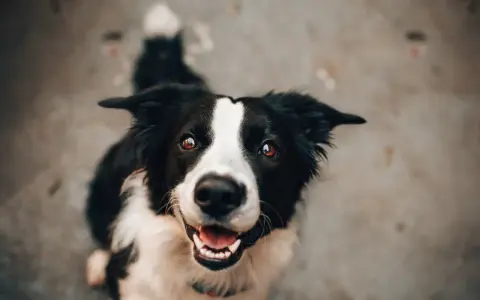 Uśmiechnięty border collie, który z radością czeka na posiłek oparty na diecie BARF.