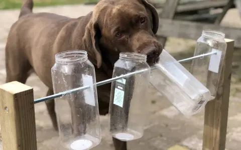 Czekoladowy labrador próbuje wyciągnąć smakołyk z plastikowej butelki, pokazując, jak bawić się z psem.