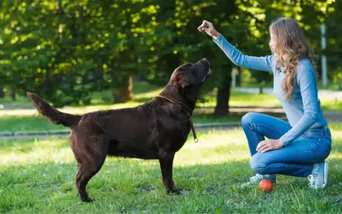 Kobieta uczy psa komend w parku. Pies patrzy na nią z uwagą, czekając na nagrodę.