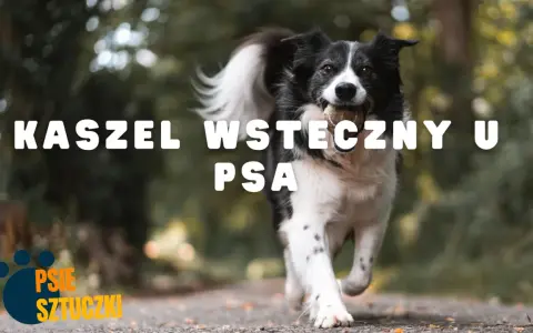 Błyskawiczny border collie z piłeczką w pysku, biegnący przez park. Temat: kaszel wsteczny u psa.