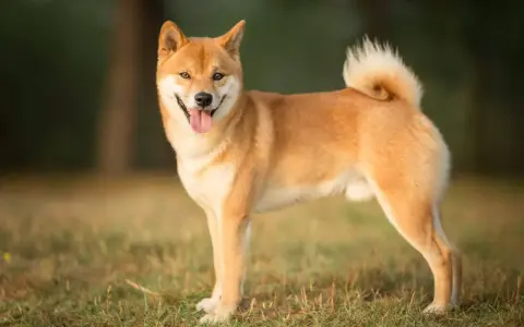 Uśmiechnięty shiba inu na trawie. Czy warto mieć takiego psa? Z pewnością tak, jeśli szukasz wiernego towarzysza.
