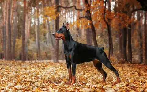 Elegancki doberman pies stoi na tle jesiennego lasu, otoczony złotymi liśćmi.