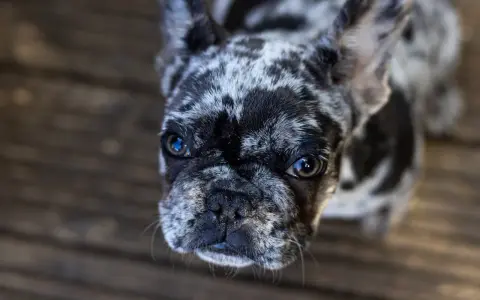 Urocze buldogi do adopcji czekają na nowy dom. Ten piesek ma piękne, łaciate futerko i błyszczące oczy.