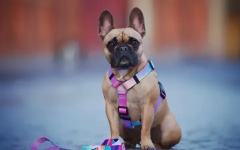 Uroczy buldog francuski w kolorowej obroży i smyczy, gotowy na spacer.