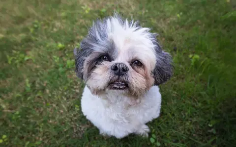 Uroczy shih tzu czeka na adopcję. Ten piesek z pewnością wniesie radość do Twojego domu.