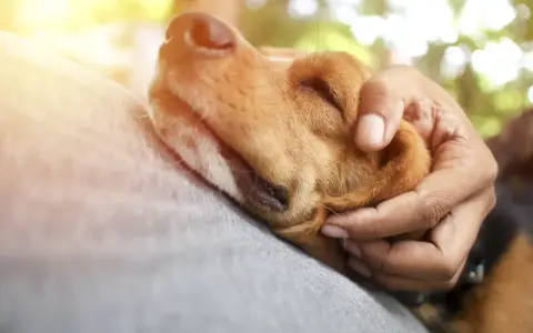 Ciepłe objęcie, co oznacza jak pies się przytula. Piesek wtulony w dłoń, czuje się bezpiecznie i kochany.