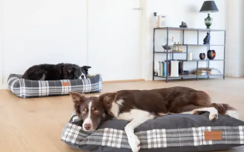 Dwa border collie odpoczywają na wygodnych legowiskach. Jedno leży na szarym legowisku w kratę, drugie na kratowanym legowisku w tle.