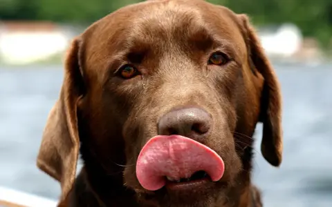 Czekoladowy labrador oblizuje pyszczek, jego język jest różowy i wilgotny. Słychać ciche piszczenie psa, gdy czeka na smakołyk.