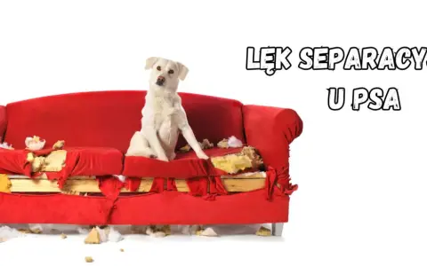 Biały pies siedzi na zniszczonej czerwonej kanapie. To obrazek ilustrujący lęk separacyjny u psa, który może prowadzić do destrukcyjnych zachowań, gdy zwierzę zostaje samo.