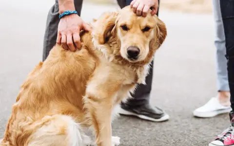 Złoty retriever siedzi na asfalcie, głaskany przez ludzi. Pies nie słucha i ucieka, gdy tylko nadarzy się okazja.