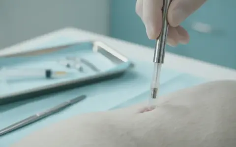 Zabieg kastracji chemicznej psa. Weterynarz w rękawiczce wprowadza implant pod skórę zwierzęcia.