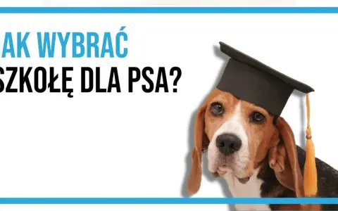 Beagle w czapce absolwenta pyta: "Jak wybrać szkołę dla psa?". Mądry piesek czeka na odpowiedzi.