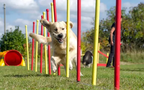 Złoty retriever z radością pokonuje tor przeszkód, demonstrując swoje umiejętności w psich sportach.