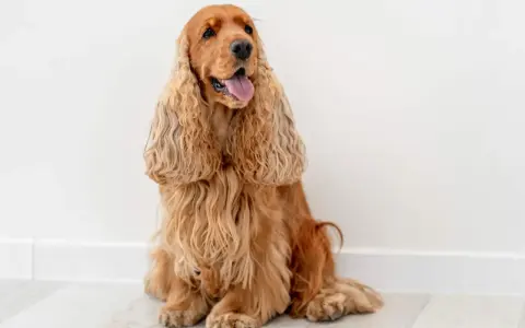 Uroczy cocker spaniel o złotym futrze siedzi na jasnej podłodze, z językiem na wierzchu, wyglądając na zadowolonego.