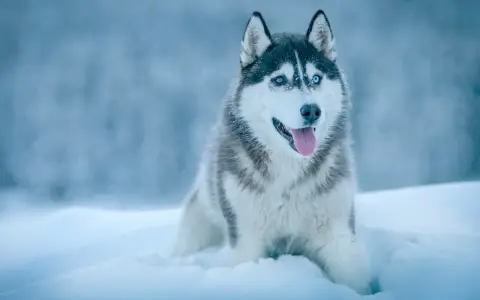 Piękny husky syberyjski z niebieskimi oczami siedzi w śniegu, dysząc z językiem na zewnątrz.