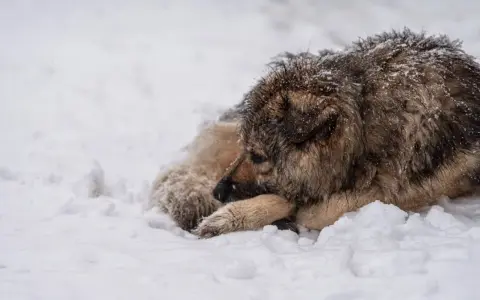 Pies na mrozie, wtulony w śnieg, z mokrym futrem pokrytym kryształkami lodu.