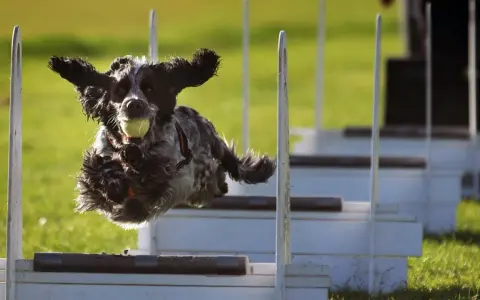 Szkolenie border collie: pies skacze przez przeszkody z piłką w pysku, uszy rozwiane na wietrze.