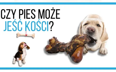 Labrador gryzie kość, a beagle patrzy na wiszącą kość. Czy pies może jeść kości?