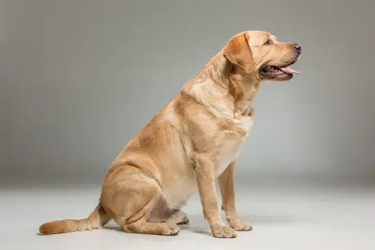 Złoty labrador siedzi, jego język wystaje. Waga dorosłego labradora jest imponująca, świadczy o jego sile.