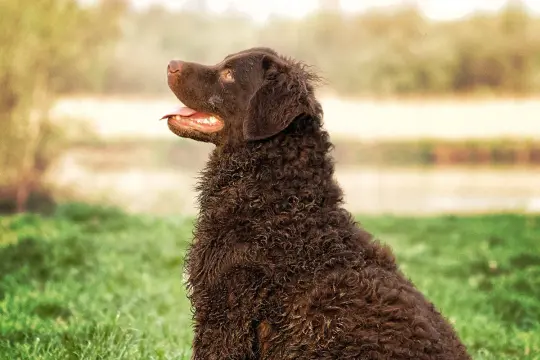 Ciemnobrązowy pies rasy retriever z kręconą sierścią siedzi na trawie, patrząc w bok z otwartym pyskiem.