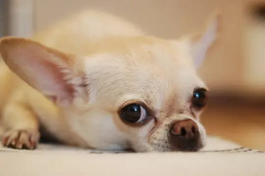 Uroczy chihuahua o jasnym futerku, z wielkimi oczami i uszami, leży na kocu. Różne rodzaje chihuahua mają podobne, urocze pyszczki.