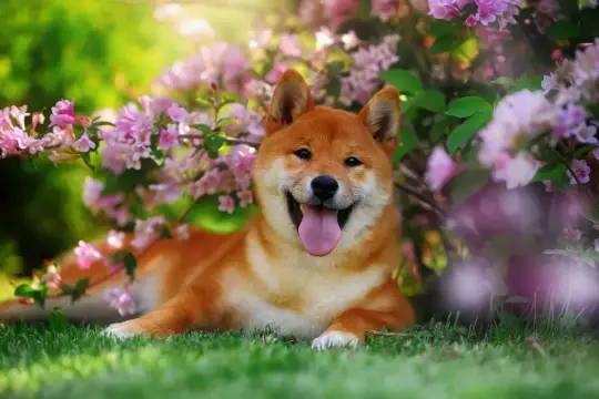 Uśmiechnięty pies rasy Shiba Inu, jeden z popularnych psów z Japonii, leży na trawie wśród kwitnących krzewów.
