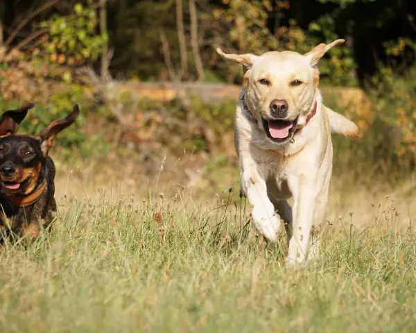 Jamnik i labrador biegną przez łąkę, ciesząc się słońcem.
