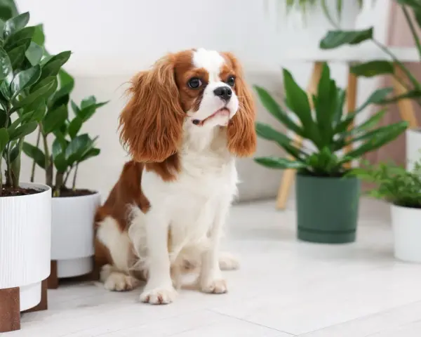Uroczy piesek Cavalier King Charles Spaniel siedzi wśród roślin doniczkowych. Czy fikus jest trujący dla psa? Ta roślina jest bezpieczna.