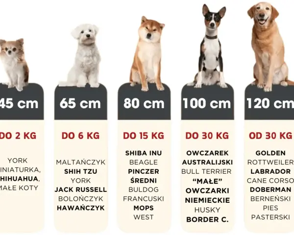 Idealne legowisko dla labradora i innych dużych psów. Tabela rozmiarów od 45 do 120 cm.
