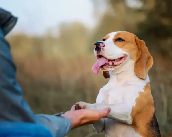 Szczęśliwy beagle podaje łapę, ucząc się komendy "daj głos". Trening z psem na świeżym powietrzu.