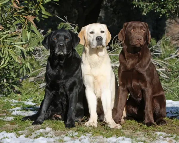 Trzy labradory: czarny, biszkoptowy i czekoladowy, siedzą obok siebie. Marzą o domu, ich labrador adopcja to szansa na szczęśliwe życie.