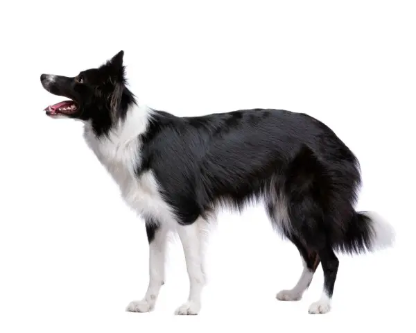 Czarny pies pasterski, border collie, z białymi znaczeniami, stoi na białym tle, gotowy do akcji.
