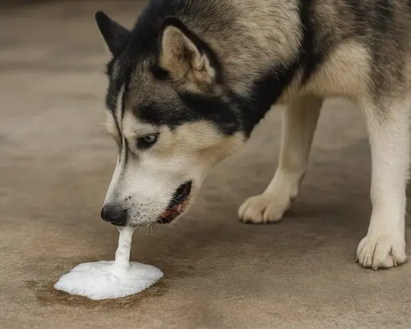 Pies rasy husky je trawę i wymiotuje pianą. Wygląda na to, że coś mu zaszkodziło.