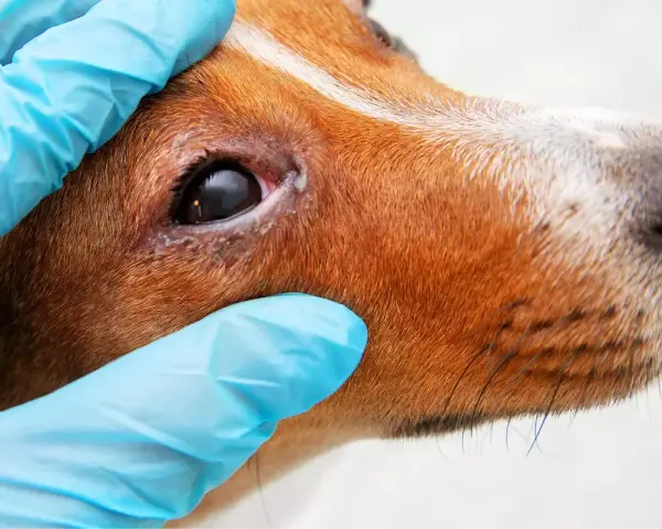 Wet, inflamed eye area on a dog, indicating potential jaskra u psa objawy. Wet, inflamed eye area on a dog, indicating potential jaskra u psa objawy.