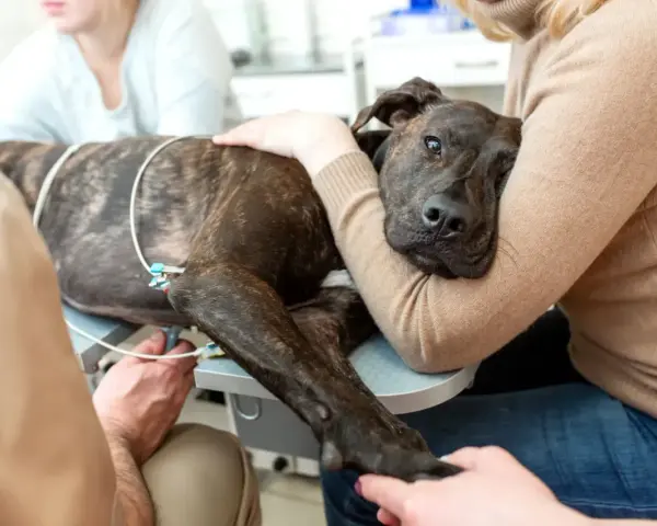 Pies zdiagnozowany z niewydolnością serca u weterynarza, otoczony troską opiekunów i personelu medycznego.