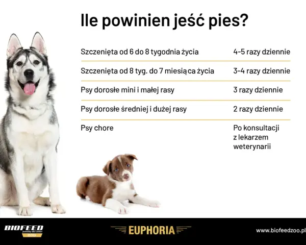 Ile karmy dla psa? Tabela podpowiada, jak karmić szczenięta i dorosłe psy różnych ras, a także chore.