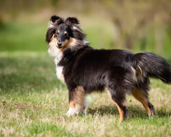 Shetland sheepdog na trawie, gotowy do nauki sztuczek, jak nauczyć psa obrót.