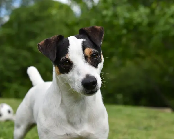 Uroczy jack russell terrier tricolor z zaciekawieniem spogląda w obiektyw, podczas gdy w tle czeka piłka do zabawy.
