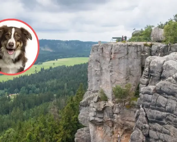 Radosny piesek w okręgu na tle malowniczych gór stołowych. Widok zapiera dech w piersiach, a piesek wygląda, jakby chciał dołączyć do spacerowiczów na szczycie.