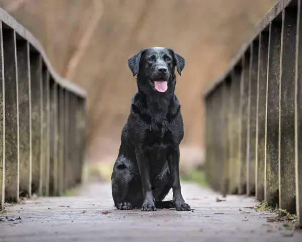 Czarny labrador siedzi na drewnianym moście. Zastanawiasz się, ile żyją labradory? Ten pies wygląda na zdrowego i szczęśliwego.