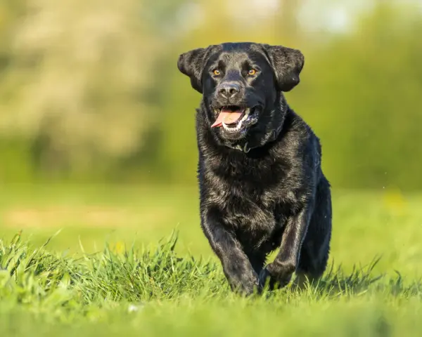 Radosny czarny labrador, suka, biegnie przez zieloną trawę, z językiem na wierzchu, w słoneczny dzień.