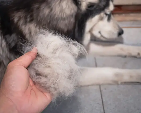 Ręka trzyma kłębek sierści, który wypadł z husky. Pies leży obok, przygotowany do czesania.